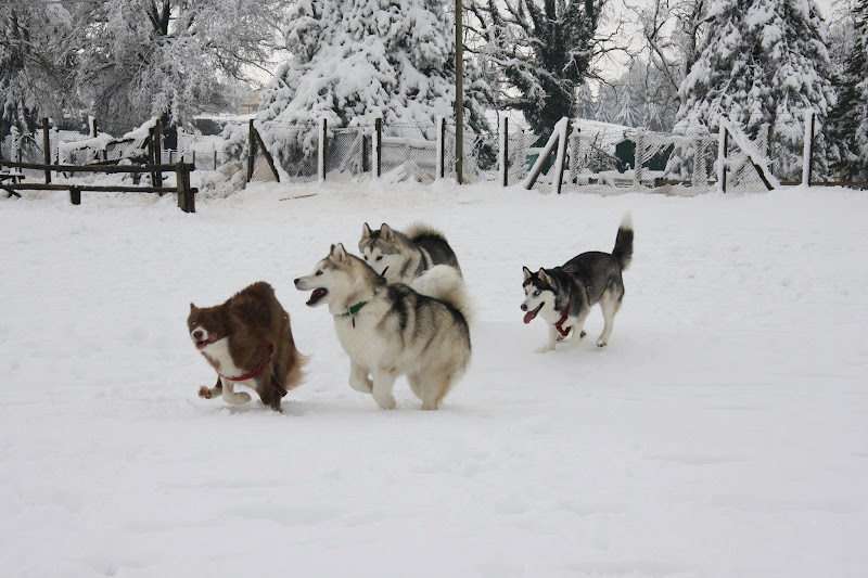 Introduction | Canadian Inuit Dogs