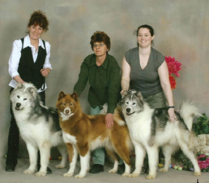 Canadian eskimo dog store breeders